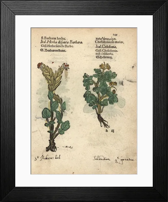 Framed Print : St. Barbaras herb, Barbarea vulgaris Framed Print : St. Barbaras herb, Barbarea vulgaris