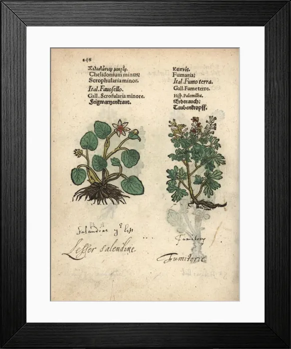 Framed Print : Lesser celandine, Ficaria verna, and fumitory Framed Print : Lesser celandine, Ficaria verna, and fumitory