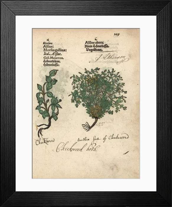 Framed Print : Chickweed varieties, Stellaria media Framed Print : Chickweed varieties, Stellaria media