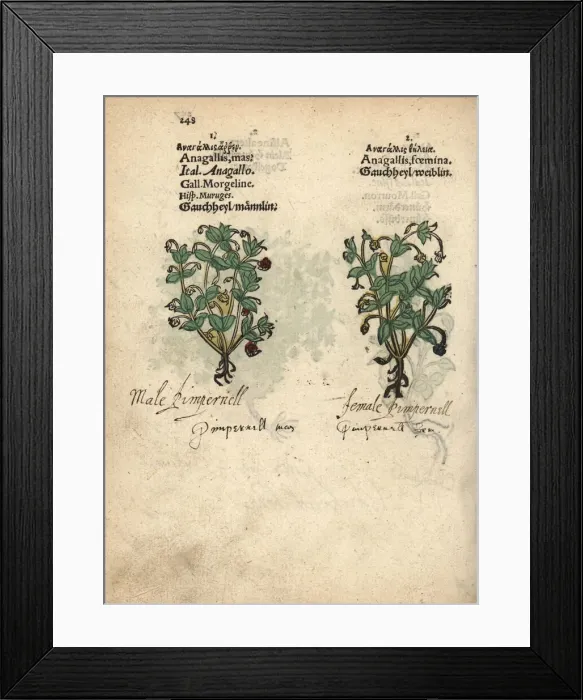 Framed Print : Scarlet pimpernel, Anagallis arvensis Framed Print : Scarlet pimpernel, Anagallis arvensis