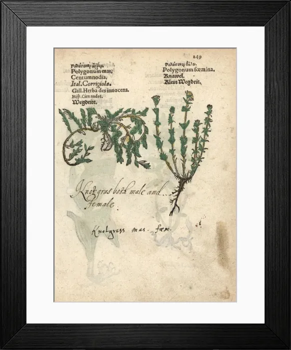 Framed Print : Common knotgrass, Polygonum aviculare Framed Print : Common knotgrass, Polygonum aviculare