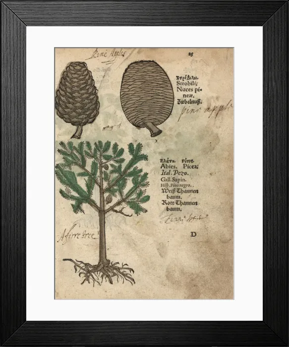 Framed Print : Norway spruce, Picea abies Framed Print : Norway spruce, Picea abies