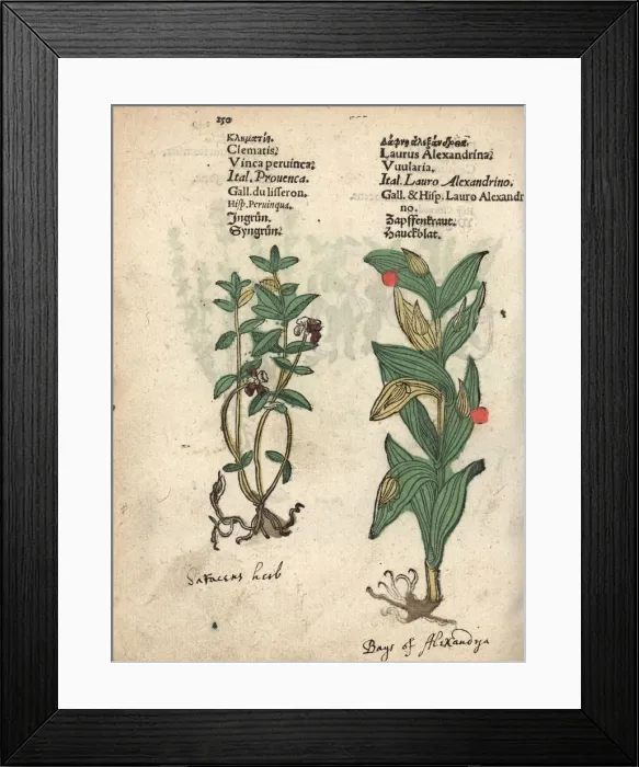 Framed Print : Lesser periwinkle, Vinca minor, and Alexander s Framed Print : Lesser periwinkle, Vinca minor, and Alexander s