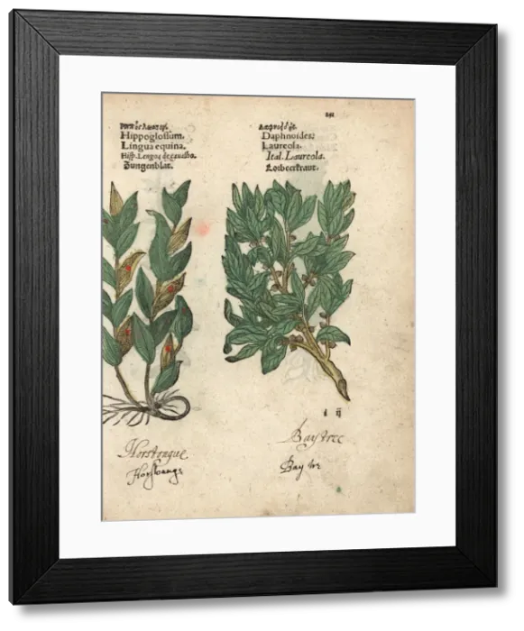 Framed Print : Spineless butcher s-broom, Ruscus hypoglossum Framed Print : Spineless butcher s-broom, Ruscus hypoglossum