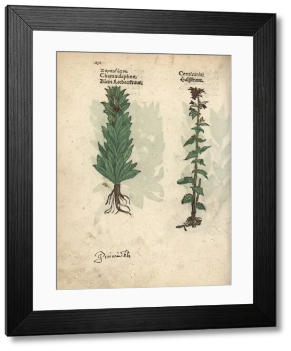 Framed Print : Spurge laurel, Daphne laureola, and bristly Framed Print : Spurge laurel, Daphne laureola, and bristly