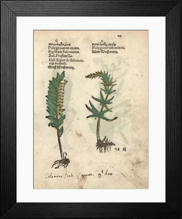 Framed Print : Solomons seal, Polygonatum multiflorum Framed Print : Solomons seal, Polygonatum multiflorum