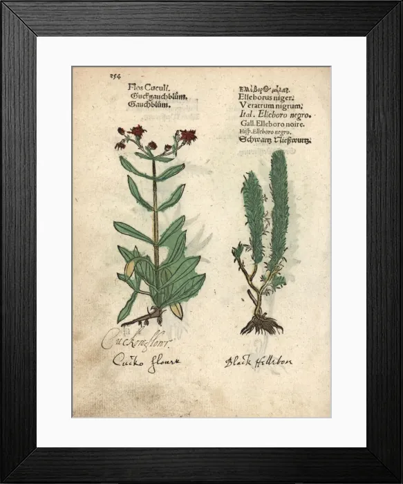 Framed Print : Ragged Robin, Lychnis flos-cuculi, and black Framed Print : Ragged Robin, Lychnis flos-cuculi, and black