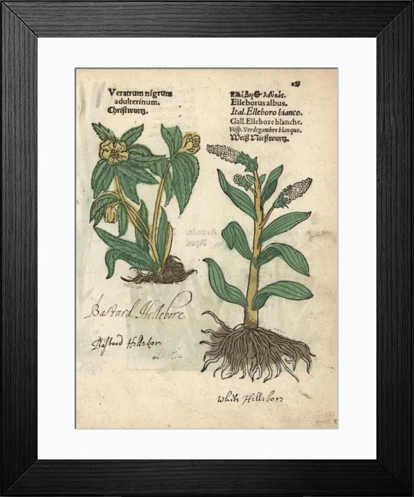 Framed Print : Green hellebore, Helleborus viridis, and false Framed Print : Green hellebore, Helleborus viridis, and false