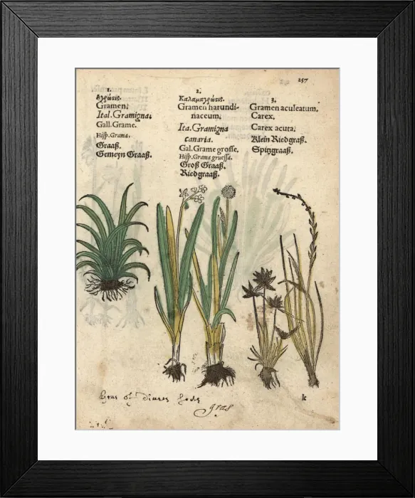 Framed Print : Reed grass and acute sedge, Carex acuta Framed Print : Reed grass and acute sedge, Carex acuta