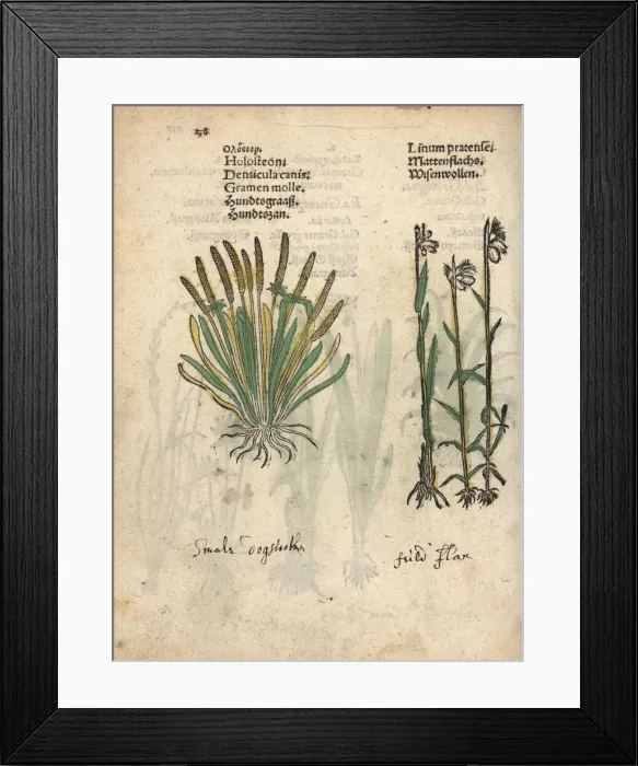 Framed Print : Holosteon or white plantain, Plantago albicans Framed Print : Holosteon or white plantain, Plantago albicans