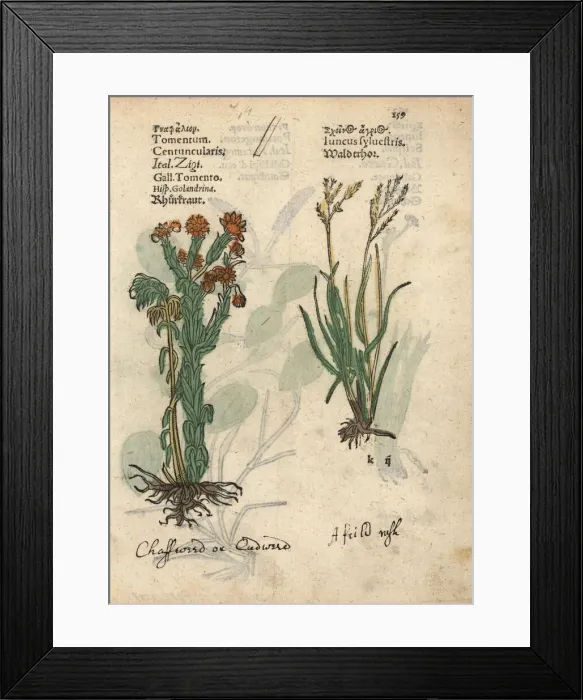 Framed Print : Common cudweed, Filago vulgaris, and rush Framed Print : Common cudweed, Filago vulgaris, and rush