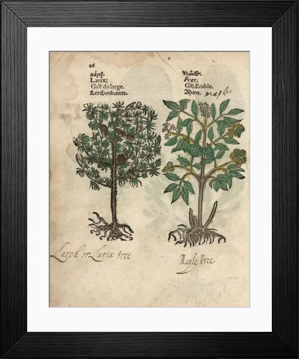 Framed Print : Larch tree, Larix decidua, and maple tree, Acer species