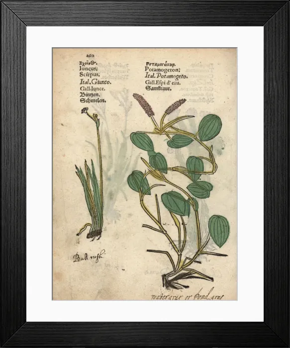 Framed Print : Bulrush, Schoeneoplectus lacustris, and broad-leaved Framed Print : Bulrush, Schoeneoplectus lacustris, and broad-leaved