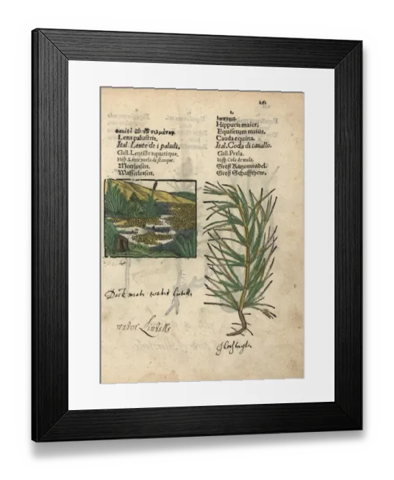 Framed Print : Duckweed, Lemna minor, and marsh horsetail Framed Print : Duckweed, Lemna minor, and marsh horsetail