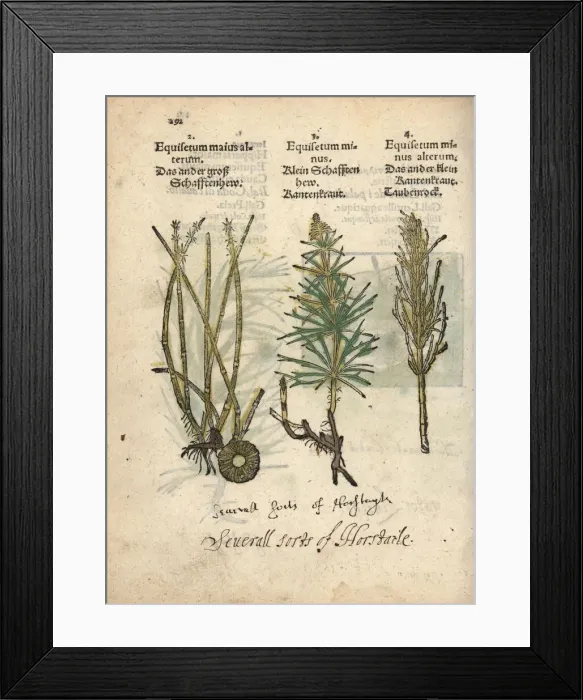 Framed Print : Horsetail varieties, Equisetum species Framed Print : Horsetail varieties, Equisetum species