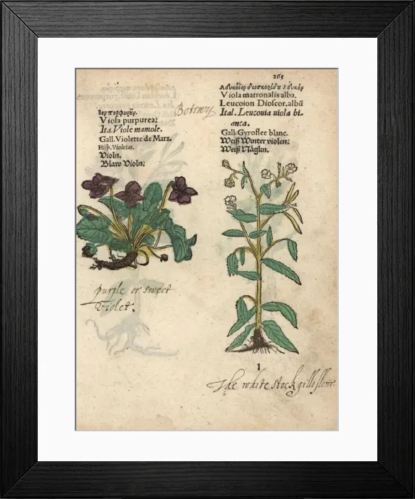 Framed Print : Sweet violet, Viola purpurea, and dames violet Framed Print : Sweet violet, Viola purpurea, and dames violet