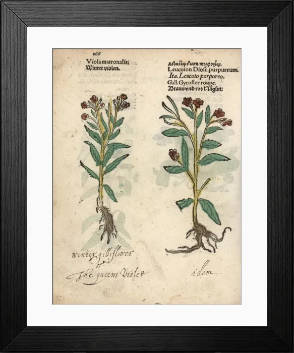 Framed Print : Dames violet varieties, Hesperis matronalis Framed Print : Dames violet varieties, Hesperis matronalis