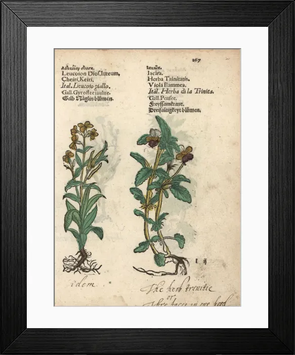 Framed Print : Wallflower, Erysimum cheiri, and French marigold