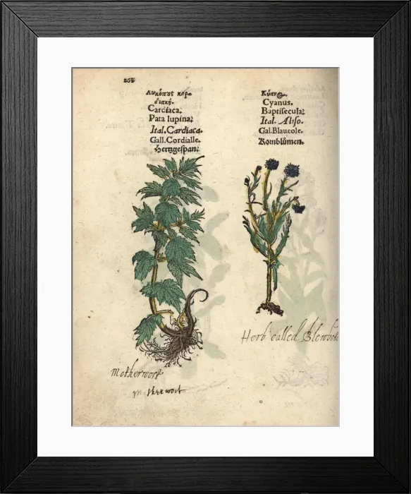 Framed Print : Motherwort, Leonurus cardiaca, and cornflower Framed Print : Motherwort, Leonurus cardiaca, and cornflower