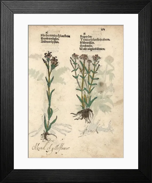 Framed Print : Dwarf pink carnations, Dianthus caryophyllus Framed Print : Dwarf pink carnations, Dianthus caryophyllus