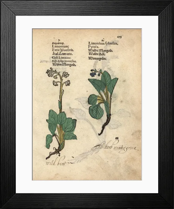 Framed Print : Wild beet, Beta sylvestris, and wintergreen, Pyrola minor Framed Print : Wild beet, Beta sylvestris, and wintergreen, Pyrola minor