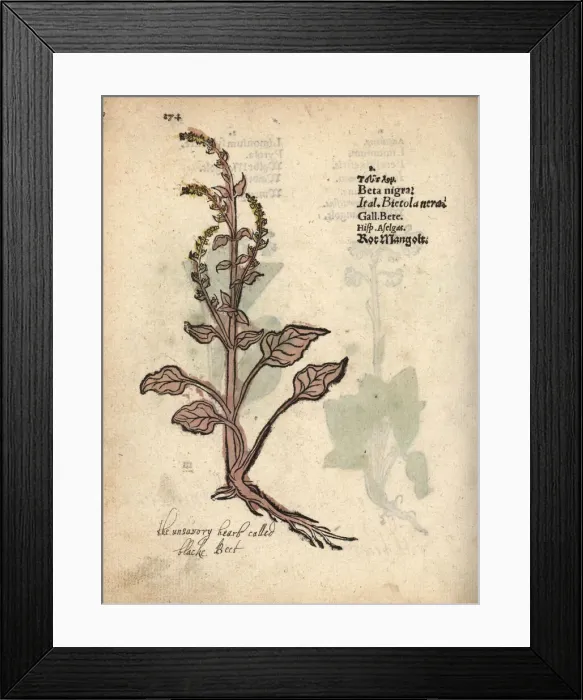 Framed Print : Chard, Beta vulgaris subsp. vulgaris Framed Print : Chard, Beta vulgaris subsp. vulgaris