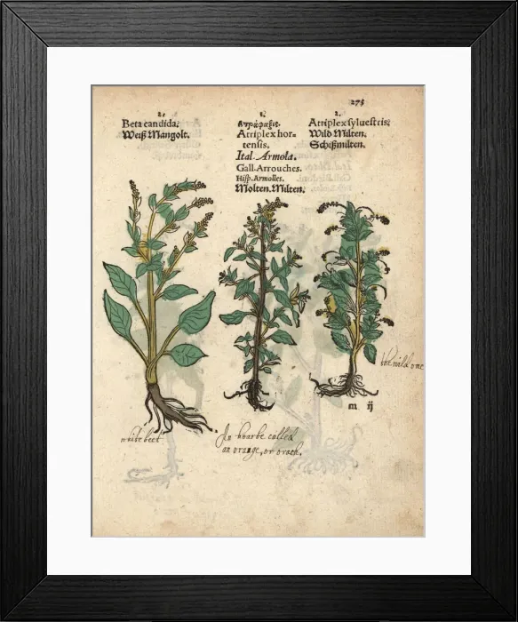 Framed Print : White beet, Beta vulgaris, and garden orache Framed Print : White beet, Beta vulgaris, and garden orache