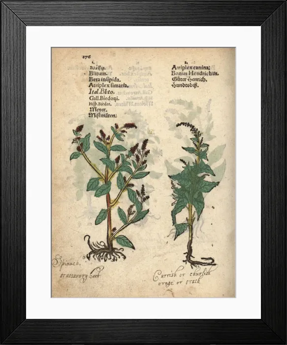 Framed Print : Good king henry, Blitum bonus-henricus Framed Print : Good king henry, Blitum bonus-henricus