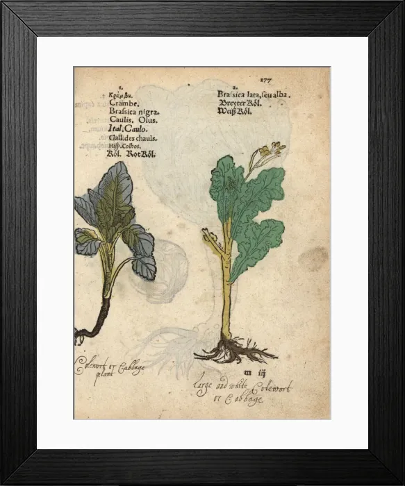 Framed Print : Red cabbage and white cabbage Framed Print : Red cabbage and white cabbage