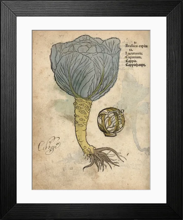 Framed Print : Cabbage, Brassica oleracea var. capitata Framed Print : Cabbage, Brassica oleracea var. capitata