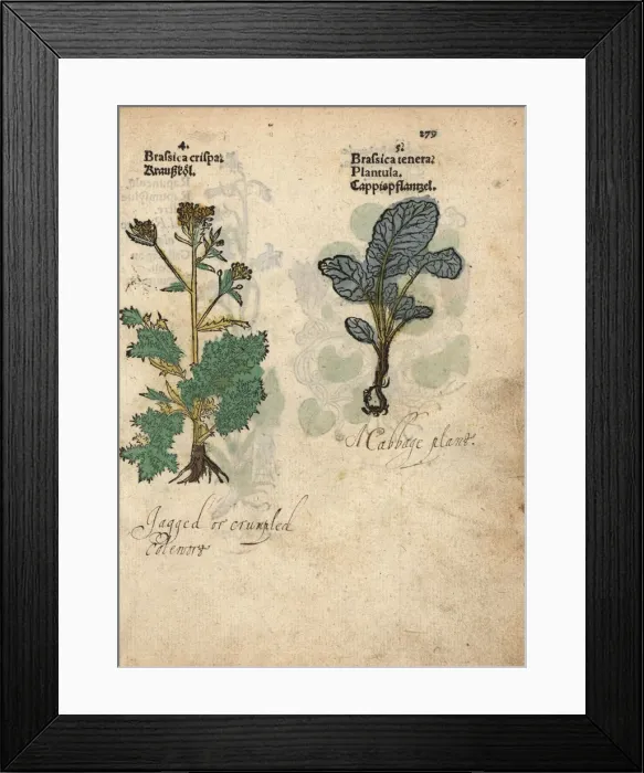 Framed Print : Cabbage varieties, Brassica rupestris Framed Print : Cabbage varieties, Brassica rupestris