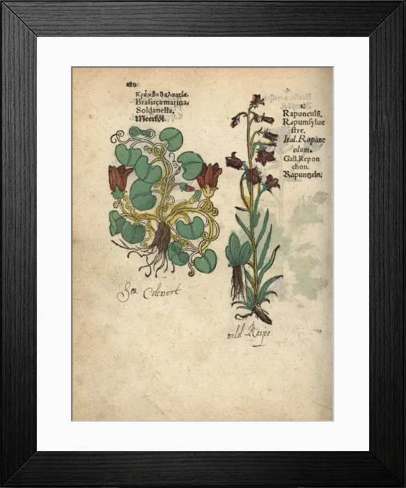 Framed Print : Cabbage, Brassica oleracea, and rampion bellflower