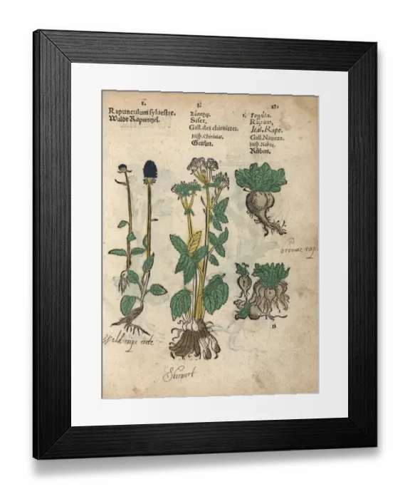 Framed Print : Spiked rampion, Phyteuma spicatum, skirret Framed Print : Spiked rampion, Phyteuma spicatum, skirret