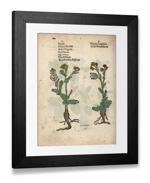 Framed Print : Turnips, Brassica rapa Framed Print : Turnips, Brassica rapa