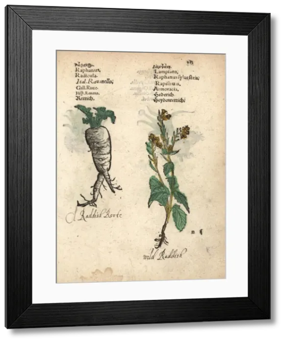 Framed Print : Radish, Raphanus raphanistrum subsp. sativus Framed Print : Radish, Raphanus raphanistrum subsp. sativus