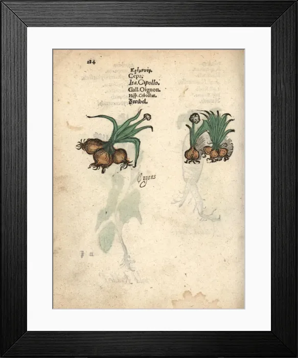 Framed Print : Onions, Allium cepa Framed Print : Onions, Allium cepa