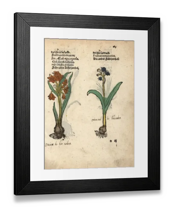 Framed Print : Shallots, Allium cepa, and grape hyacinth, Muscari racemosum Framed Print : Shallots, Allium cepa, and grape hyacinth, Muscari racemosum