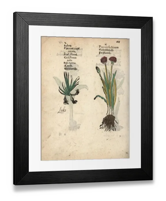 Framed Print : Wild garlic, Allium vineale Framed Print : Wild garlic, Allium vineale