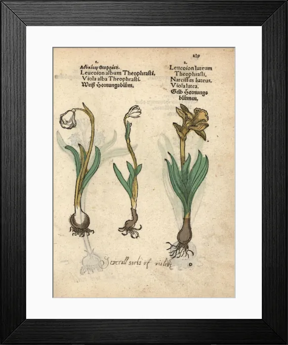Framed Print : Spring snowflake, Leucojum vernum, and daffodil Framed Print : Spring snowflake, Leucojum vernum, and daffodil