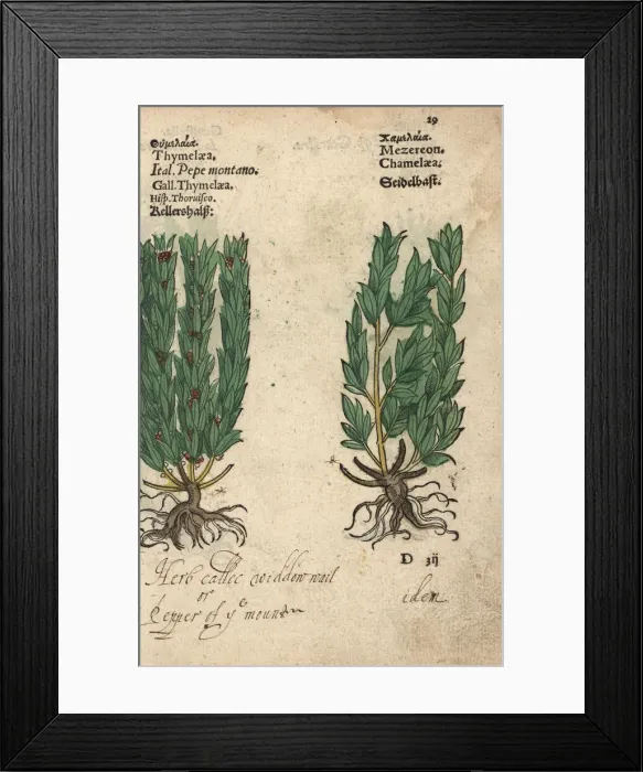 Framed Print : Widdow-wail and mezereon Framed Print : Widdow-wail and mezereon