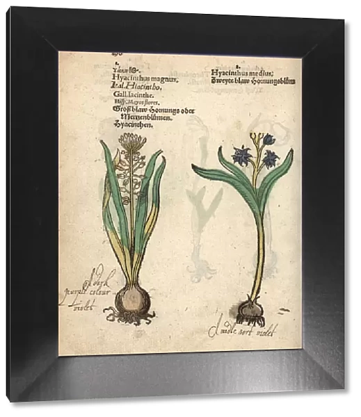 Tassel hyacinth, Leopoldia comosa, and hyacinth