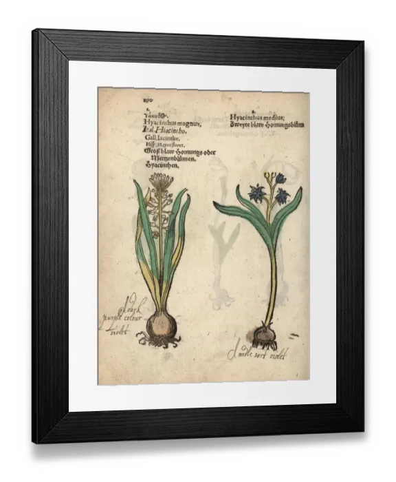 Framed Print : Tassel hyacinth, Leopoldia comosa, and hyacinth Framed Print : Tassel hyacinth, Leopoldia comosa, and hyacinth