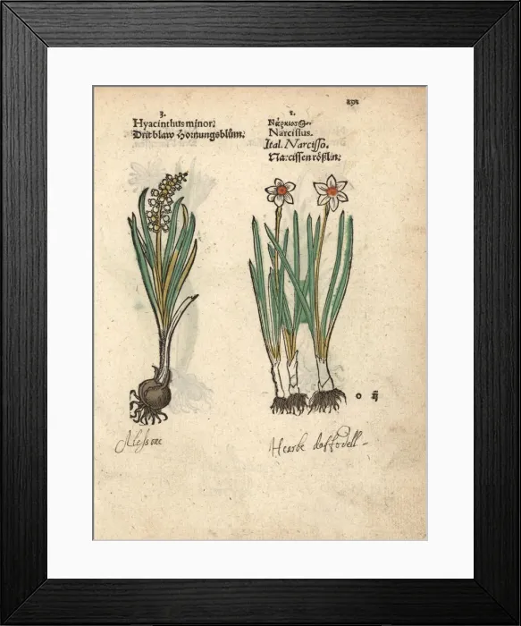 Framed Print : Hyacinth variety, Hyacinthus minor, and daffodil Framed Print : Hyacinth variety, Hyacinthus minor, and daffodil