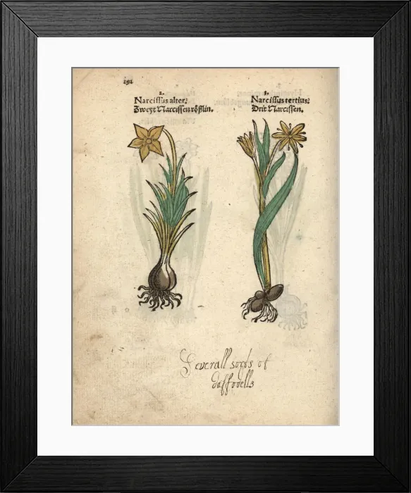 Framed Print : Daffodil varieties, Narcissus poeticus Framed Print : Daffodil varieties, Narcissus poeticus