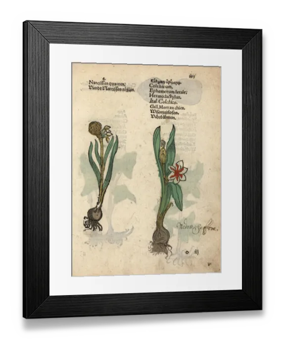 Framed Print : Daffodil variety, Narcissus poeticus Framed Print : Daffodil variety, Narcissus poeticus