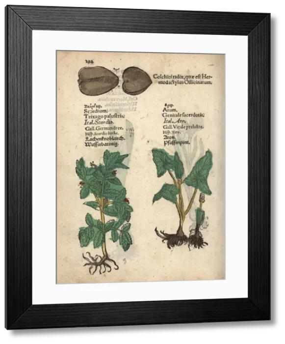 Framed Print : Water germander, Teucrium scordium, arum, Arum maculatum Framed Print : Water germander, Teucrium scordium, arum, Arum maculatum