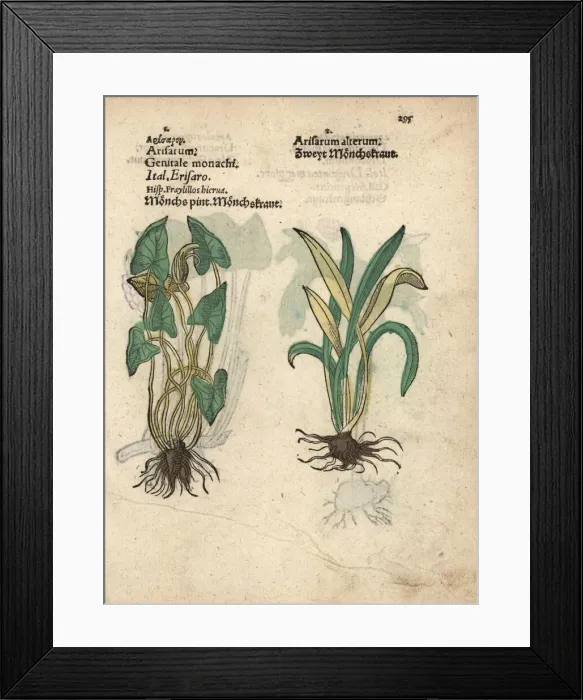 Framed Print : Friars cowl, Arisarum vulgare Framed Print : Friars cowl, Arisarum vulgare
