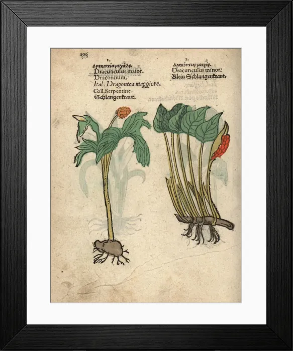 Framed Print : Bog arum, Calla palustris Framed Print : Bog arum, Calla palustris