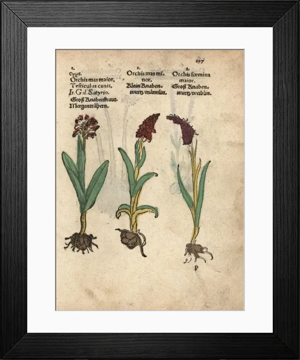 Framed Print : Early-purple orchid, Orchis mascula Framed Print : Early-purple orchid, Orchis mascula