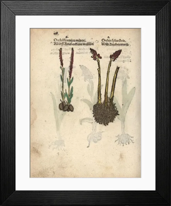 Framed Print : Early-purple orchid, Orchis mascula Framed Print : Early-purple orchid, Orchis mascula
